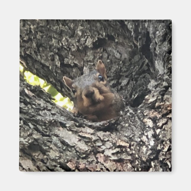 Imán Ardilla (Frente)