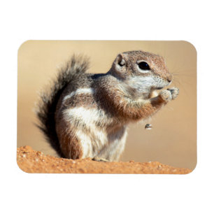 Imán ardilla antílope de Harris (Ammospermophilus)