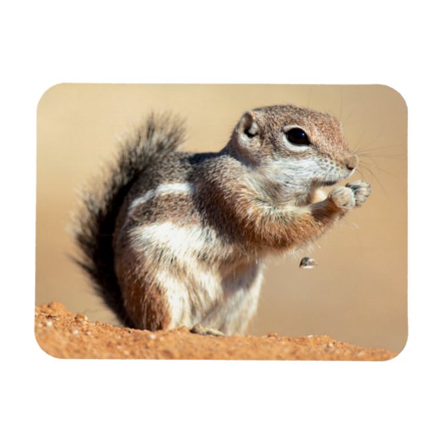 Imán ardilla antílope de Harris (Ammospermophilus) (Horizontal)