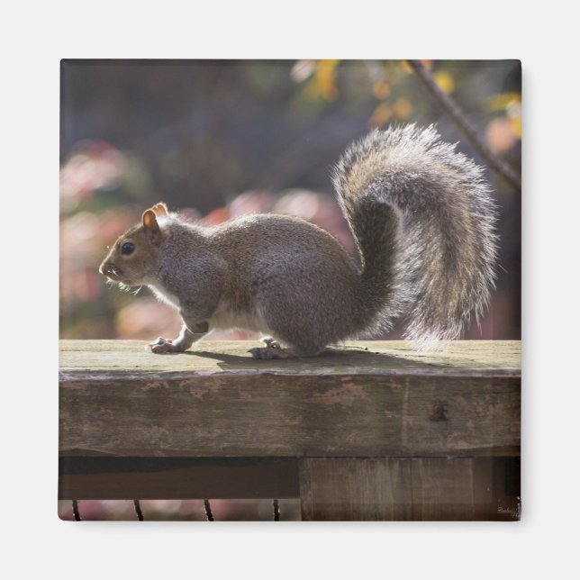 Imán Ardilla brillante (Frente)