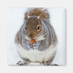 Imán ardilla comiendo una foto de nueces