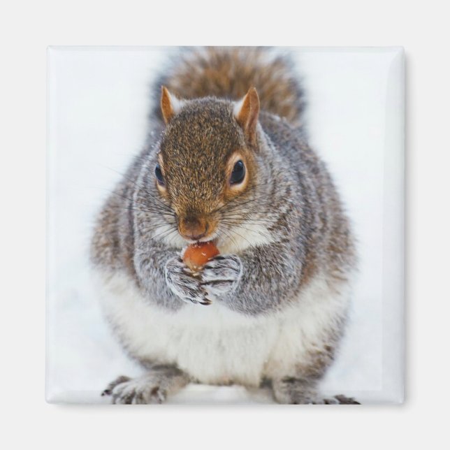 Imán ardilla comiendo una foto de nueces (Frente)