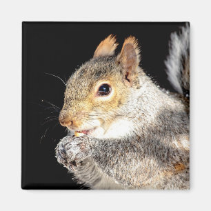 Imán Ardilla comiendo una nuez