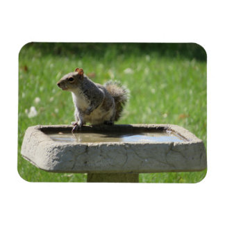 Imán Ardilla Cuta en Bañera de Aves
