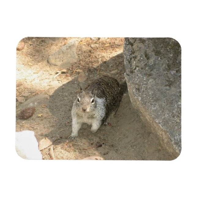 Imán Ardilla Cuta en Yosemite, CA (Horizontal)