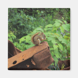 Imán Ardilla de Camo