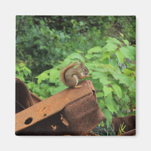 Imán Ardilla de Camo