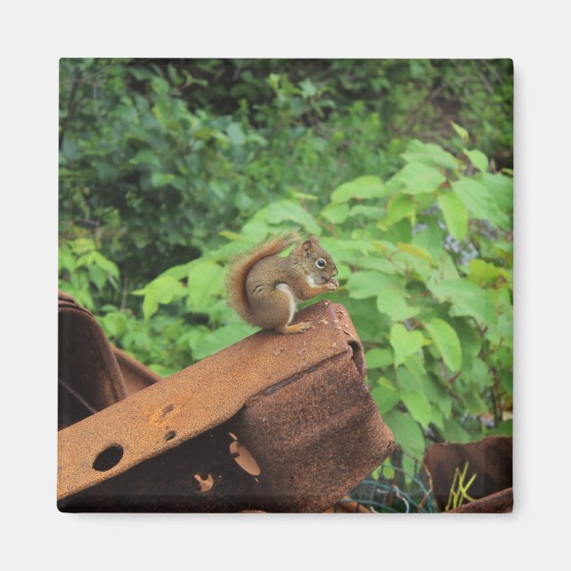 Imán Ardilla de Camo (Frente)