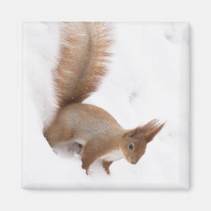 Imán Ardilla de Invierno