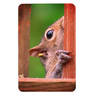 Imán Ardilla de Peeking