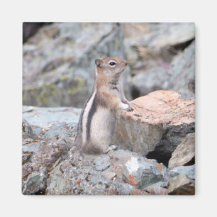Imán Ardilla de tierra de manto dorado en Glacier II