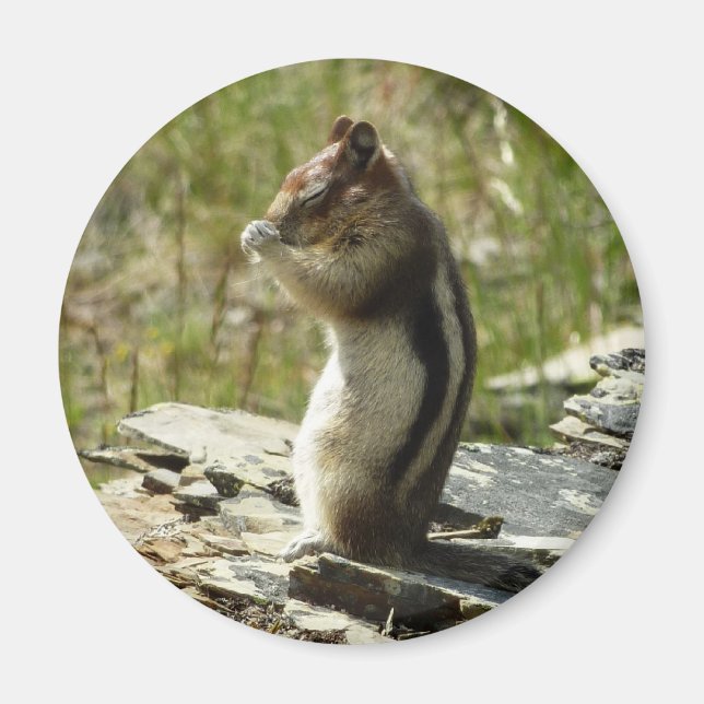 Imán Ardilla de tierra manchada de oro en parque glacia (Frente)