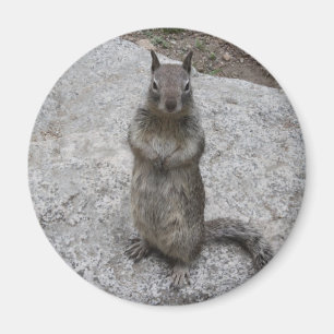 Imán Ardilla de Yosemite