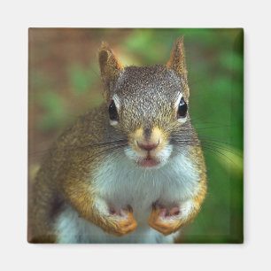 Imán Ardilla del pino (conseguida nueces?)