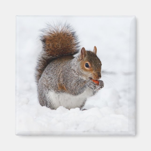 Imán Ardilla en invierno (Frente)