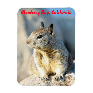 Imán Ardilla gris, Bahía de Monterey, California