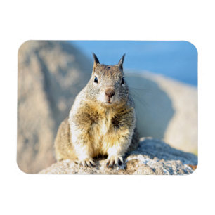 Imán Ardilla gris, Bahía de Monterey, California