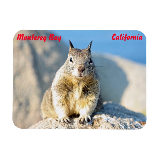Imán Ardilla gris, Bahía de Monterey, California (Horizontal)