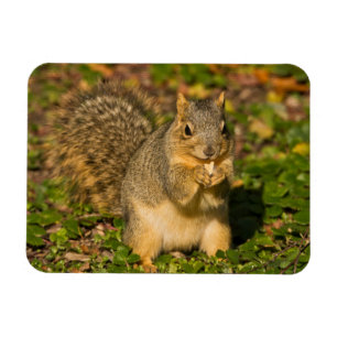 Imán Ardilla gris, comiendo, maní, Crystal Springs