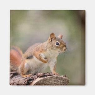 Imán ardilla roja