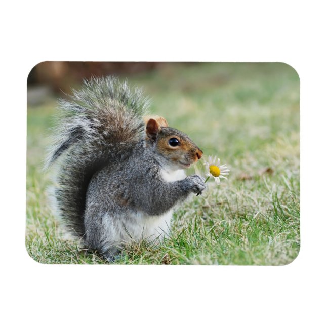 Imán Ardilla sonriente con margarita (Horizontal)