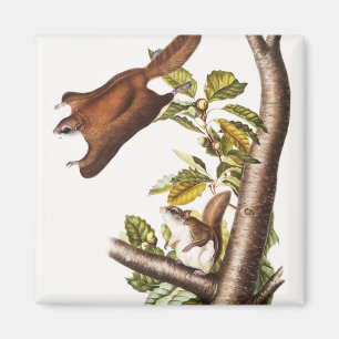 Imán Ardilla voladora de Oregón (Pteromys Origonensis)