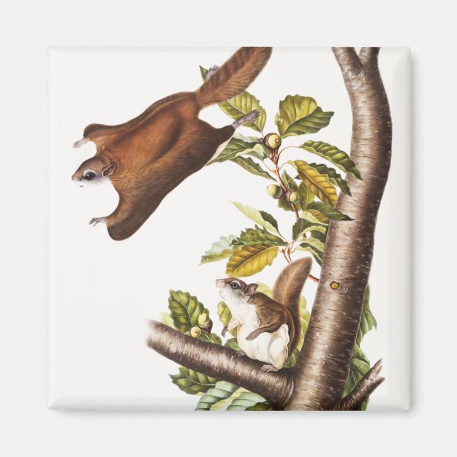 Imán Ardilla voladora de Oregón (Pteromys Origonensis) (Frente)