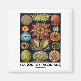 Imán Ardillas Marinas (Ácidos - Formas De Naturaleza)