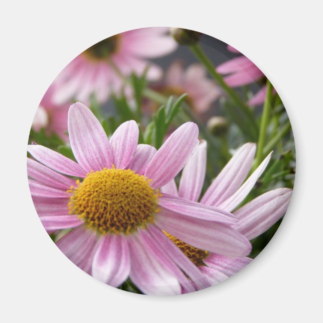 Imán Argyranthemum frutescens Marguerite Daisies (Frente)