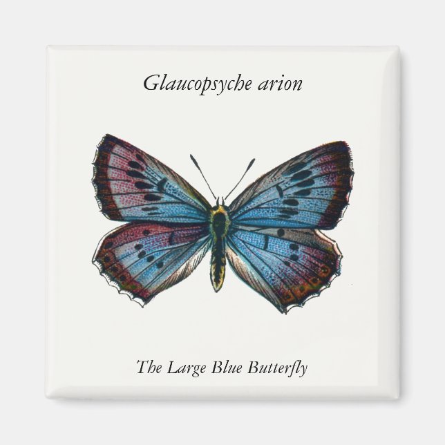 Imán Arion Glaucopsyche - La mariposa azul grande (Frente)