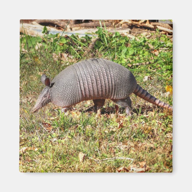 Imán Armadillo (Frente)