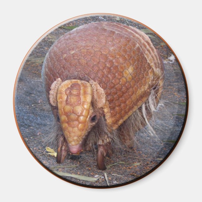 Imán Armadillo de Helaine (Frente)