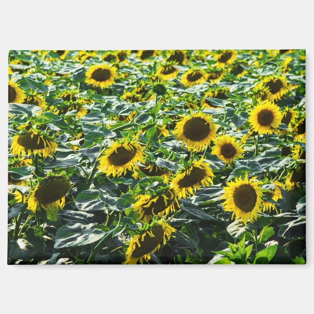Imán - Armonía de Campo de Girasoles (Anverso)