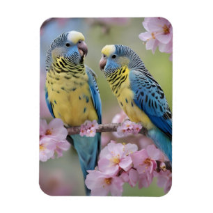 Imán Armonía de primavera: burocracia azul y amarilla