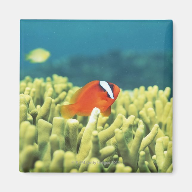 Imán Arrecife de coral con peces tropicales (Frente)