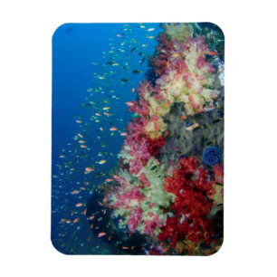 Imán Arrecife de coral submarino, Indonesia