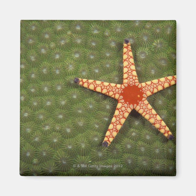 Imán Arrecifes limpiadores con estrellas marinas comien (Frente)