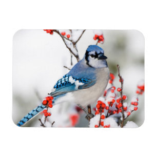 Imán Arrendajo azul en acebo común de invierno