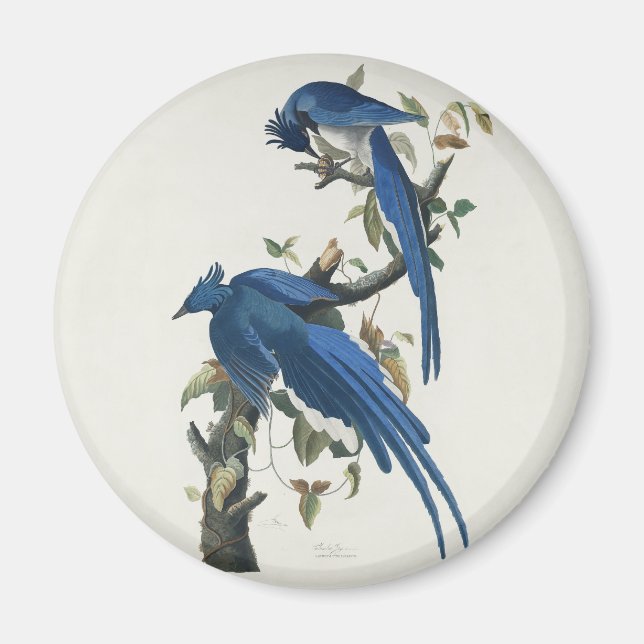 Imán Arrendajo de Columbia de Audubon Urraca de gargant (Frente)