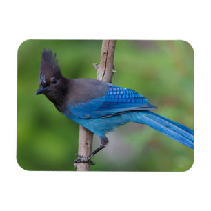 Imán Arrendajo de Steller 1