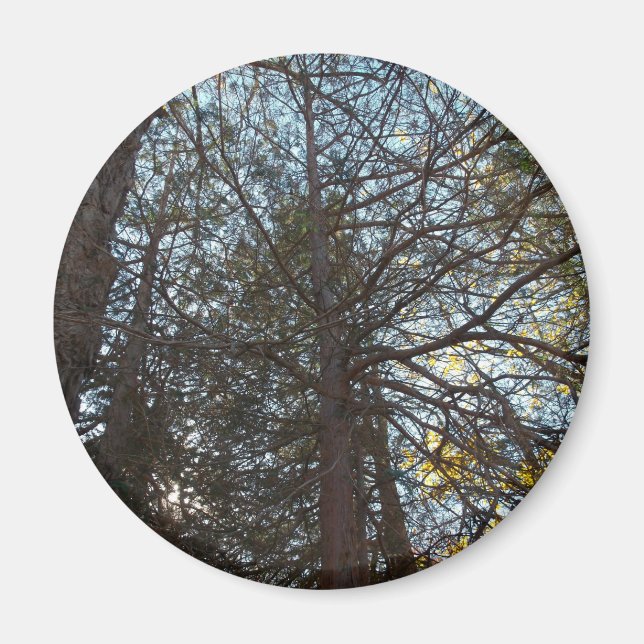 Imán Arriba por las ramas (Frente)