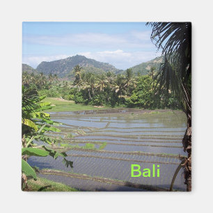 Imán Arroces de arroz hermosos de Bali