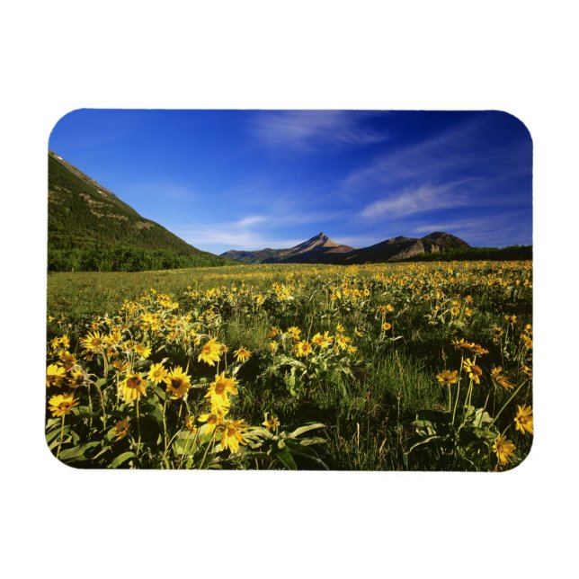 Imán Arrowleaf balsomroot cubre la praire con (Horizontal)