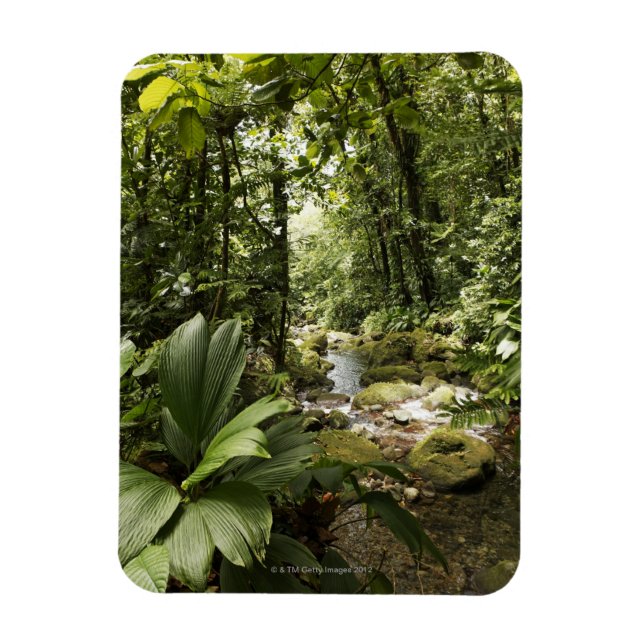 Imán arroyo en selva tropical, Dominica (Vertical)