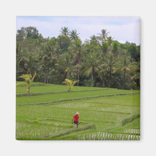 Imán Arroz Paddys Ubud Bali