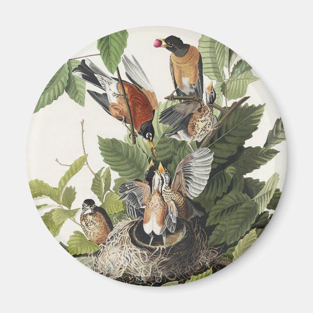 Imán Arte Antiguo Nido de Pájaro de Robin Americano de  (Frente)