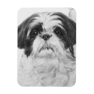 Imán Arte blanco y negro de Shih Tzu