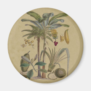 Imán Arte botánico de frutas tropicales palmo antiguo