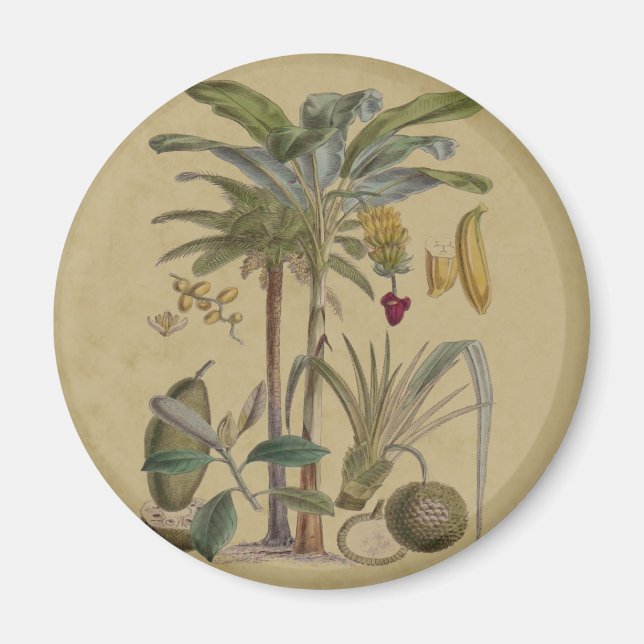 Imán Arte botánico de frutas tropicales palmo antiguo (Frente)