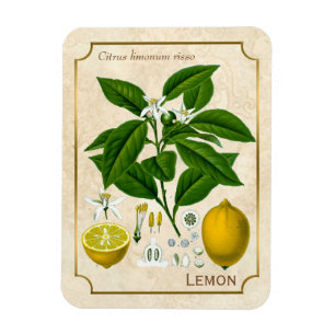 Imán Arte botánico de la planta del vintage de la frut